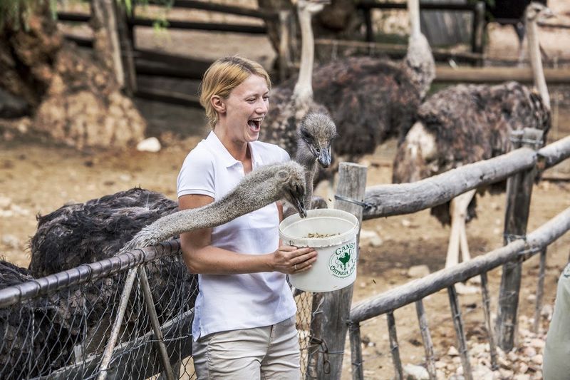 Oudtshoorn is known for its ostriches