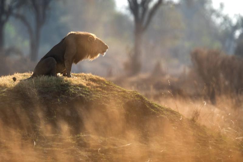 A male lion roars to his pride after a morning patrol in open savannah in Kanana, Okavango Delta, Botswana