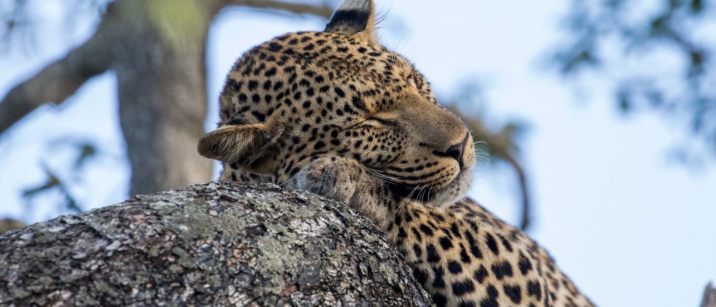 Safari à Sabi Sand - Épisode 1 : Mes 15 plus beaux portraits d'animaux