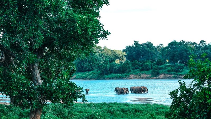 Chilo Gorge Safari Lodge elephant views