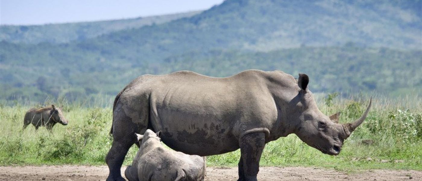 Auf Safari in KwaZulu-Natal