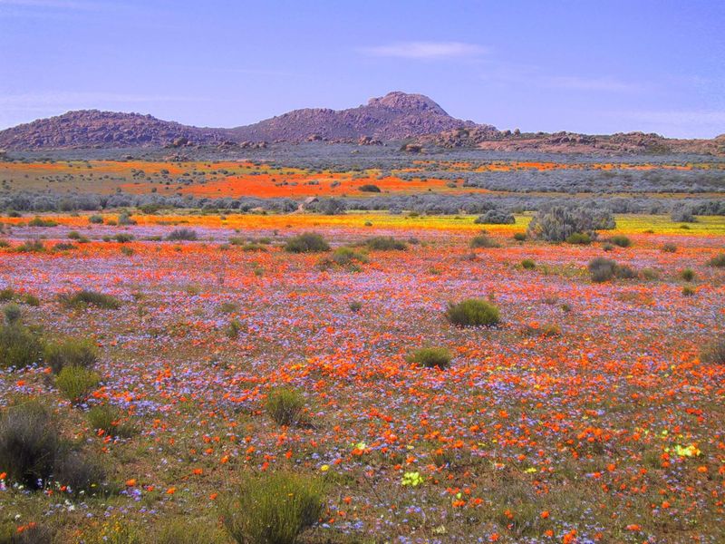 Namaqualand flowers