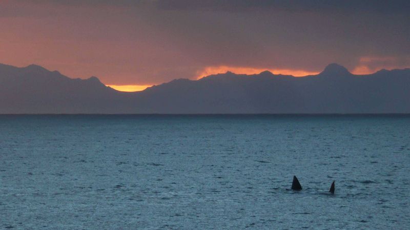 Whales at sunset