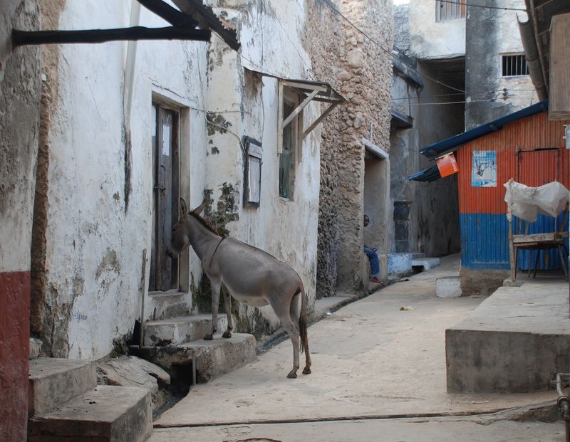 Voyage au Kenya : découvrez la pittoresque Lamu dans l'archipel de Lamu.