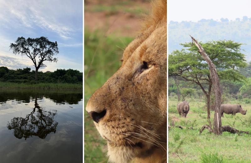 A tree, lion, and two rhinos seen on a Rwanda safari 