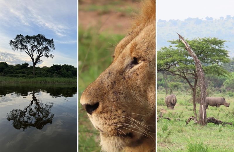 A tree, lion, and two rhinos seen on a Rwanda safari