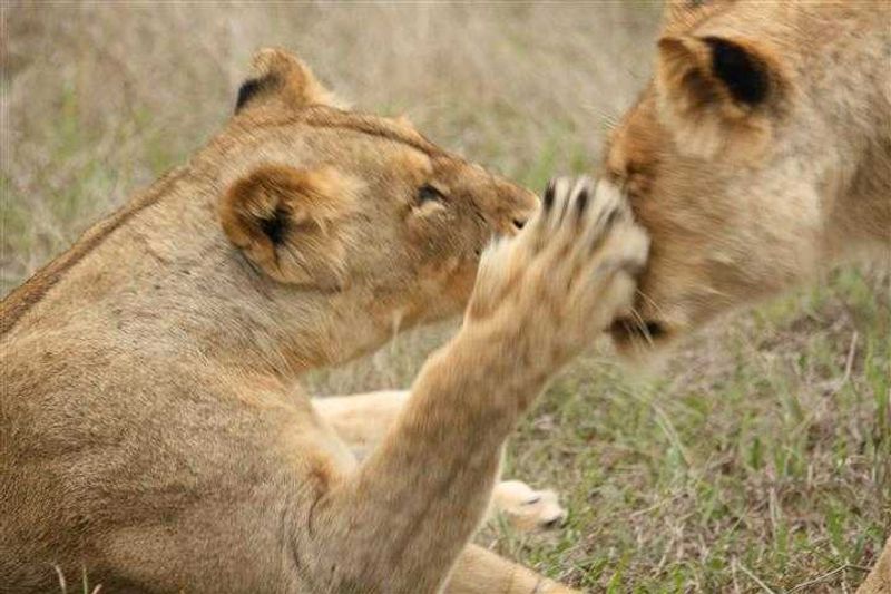 TLC time at Arathusa Safari Lodge