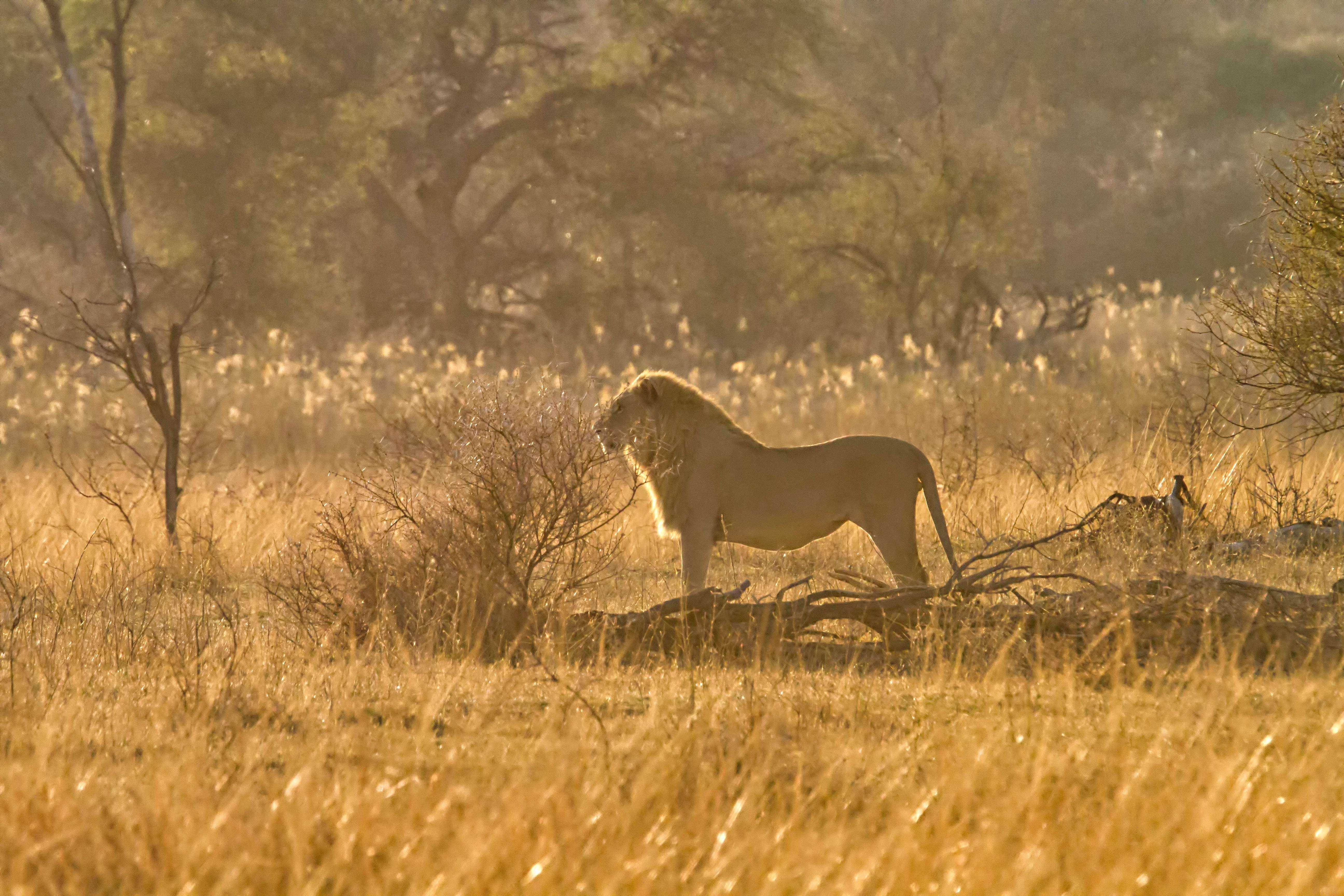 In Search of the Big Cats of Marataba