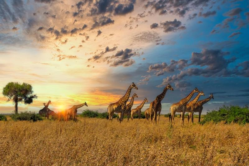 A group of giraffes moves through dry grassland at sunrise, capturing the essence of Africa’s safari seasons in action.
