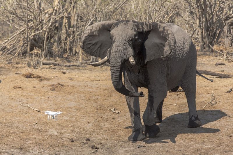 Elephant cooling down with water