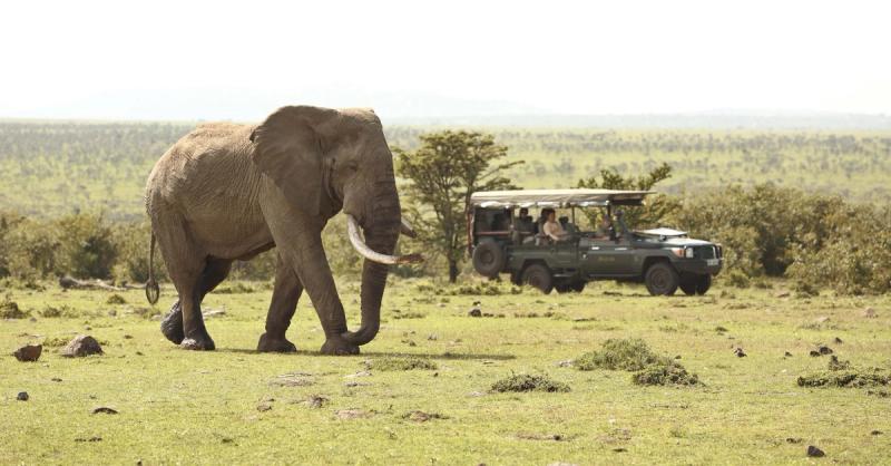 Elephant seen on a game drive at Encounter Mara, Maasai Mara 