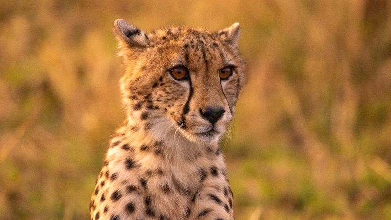 Close up at sunset of a young male cheetah