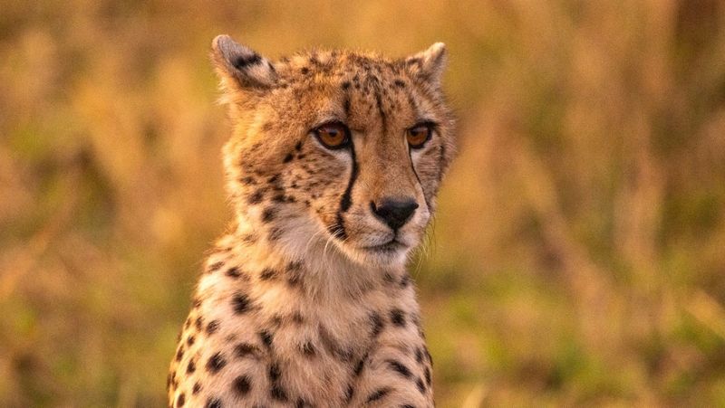 Close up at sunset of a young male cheetah