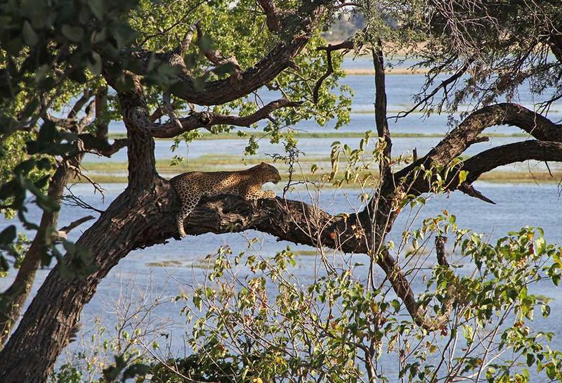 Sanctuary Chobe Chilwero