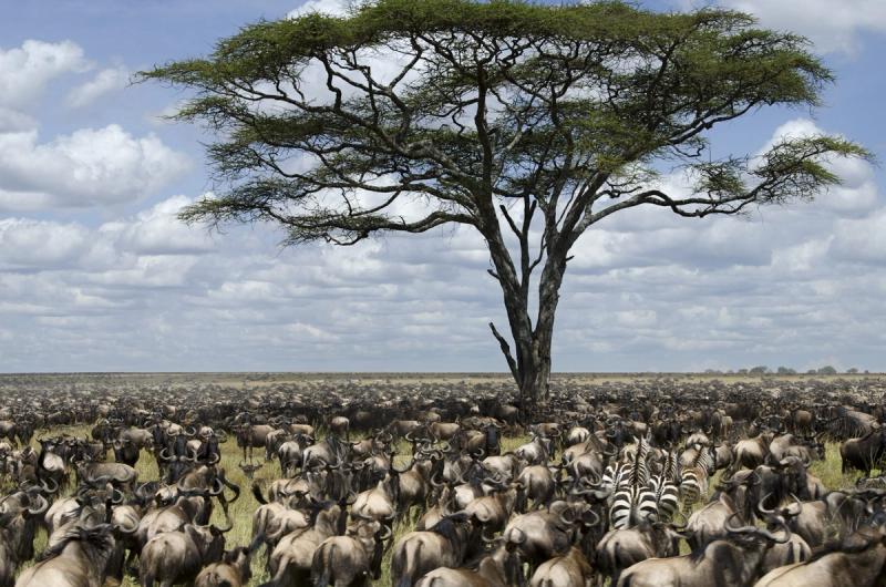 Great Migration Animals on Plains