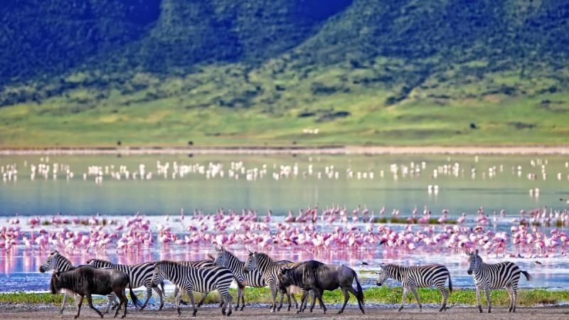 Zebra and wildebeest walk along the lake’s edge while flamingos gather in the shallows below the crater walls, capturing the wildlife richness surrounding the new luxury safari lodges 2026.