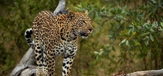 The Perfect Southern Africa Tour for Australians