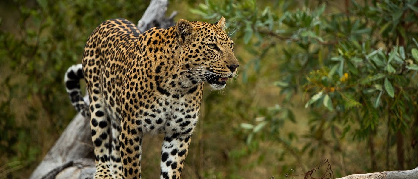 The Perfect Southern Africa Tour for Australians