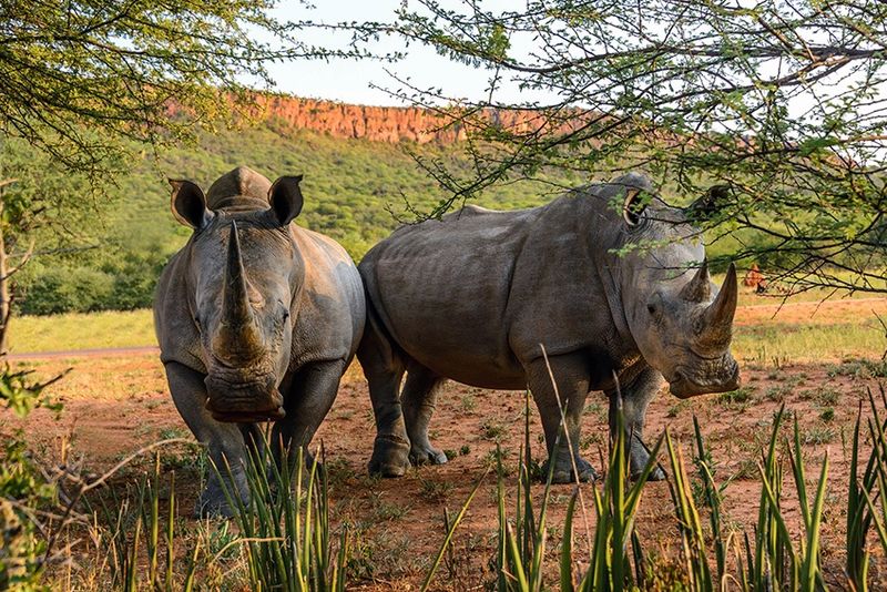 Nashörner im Waterberg Plateau in Namibia