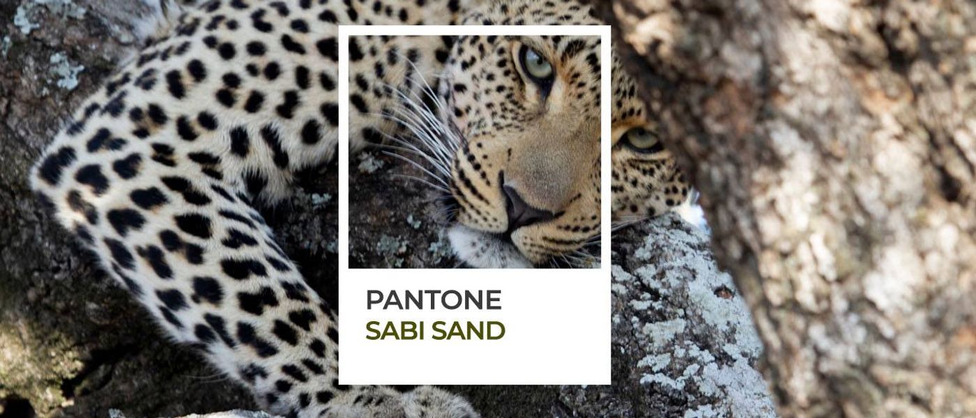 Couleurs d'Afrique : le Pantone de Sabi Sand