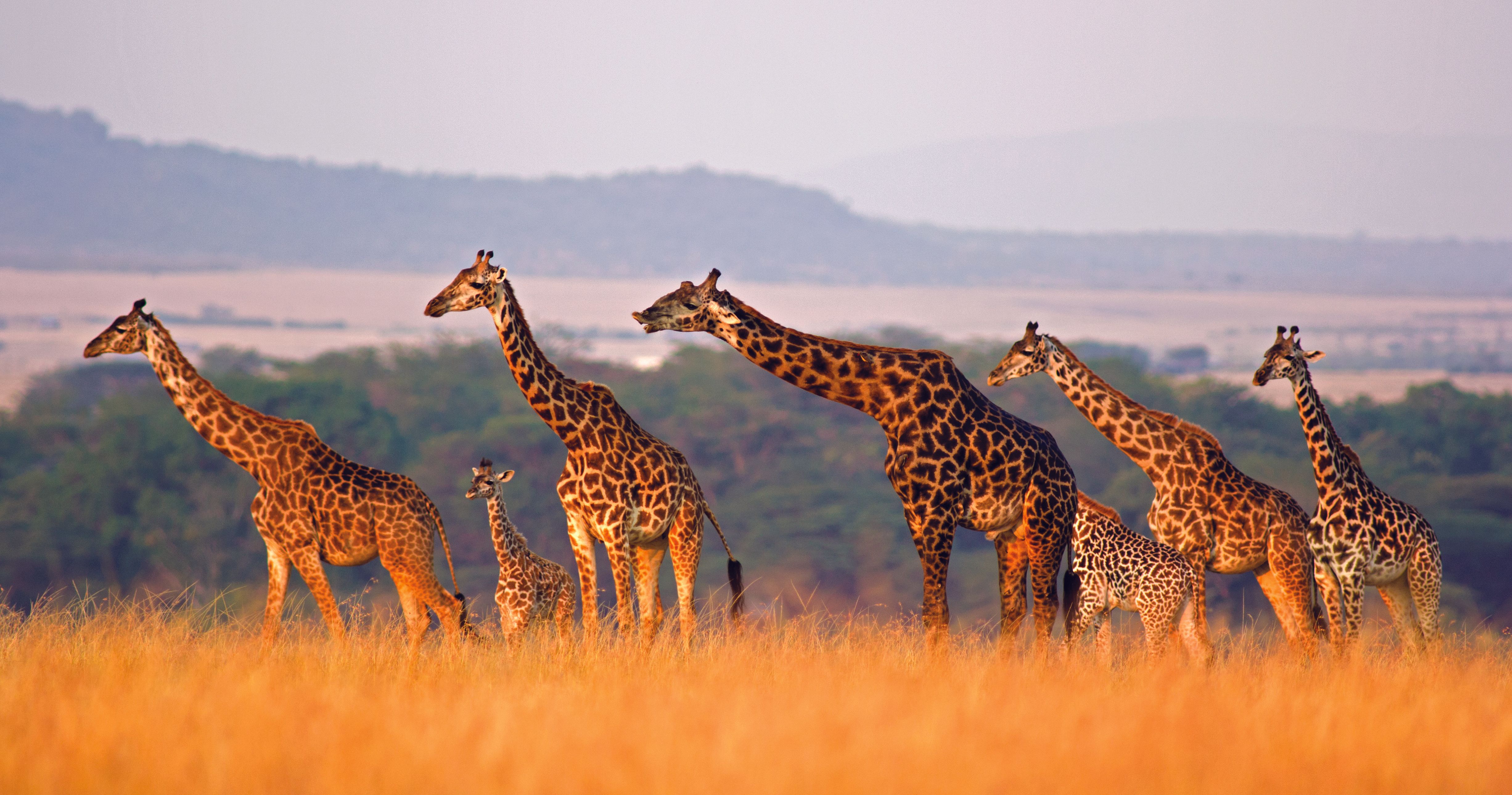 26 Zeichen, dass Sie schon mal in Afrika waren