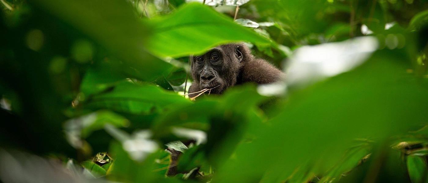 5 razones para viajar a la República del Congo en 2019