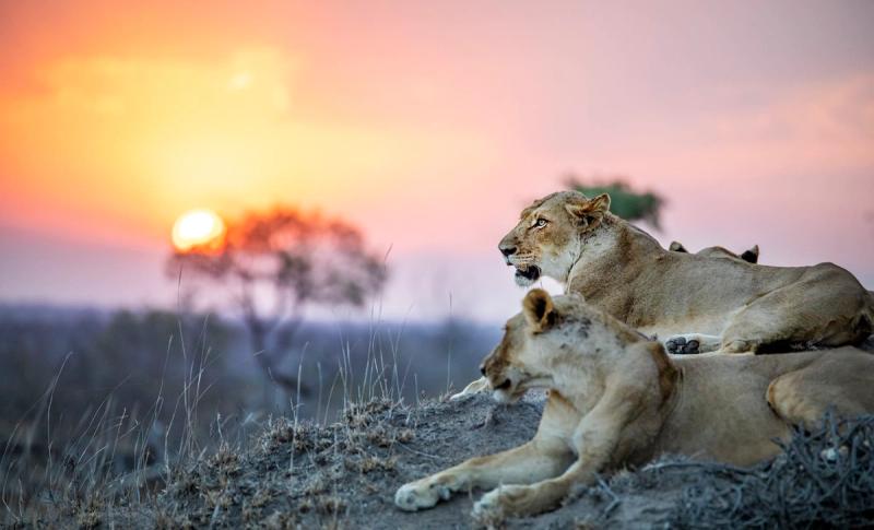 Two lionesses in the Sabi Sands