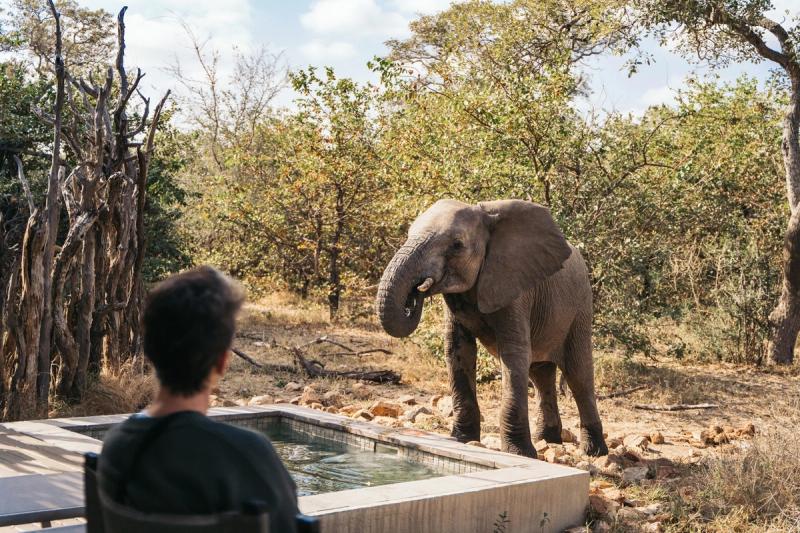 An elephant approaches a guest seated by a plunge pool, capturing how to stay present when the extraordinary shows up without warning