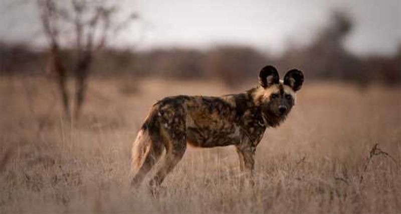 Wild Dogs 