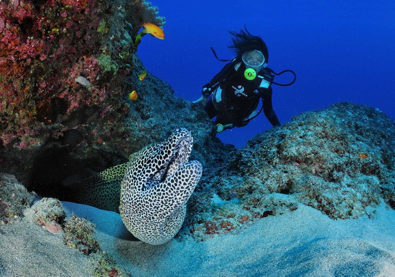 Meeting an eel while diving at Reunion Island 
