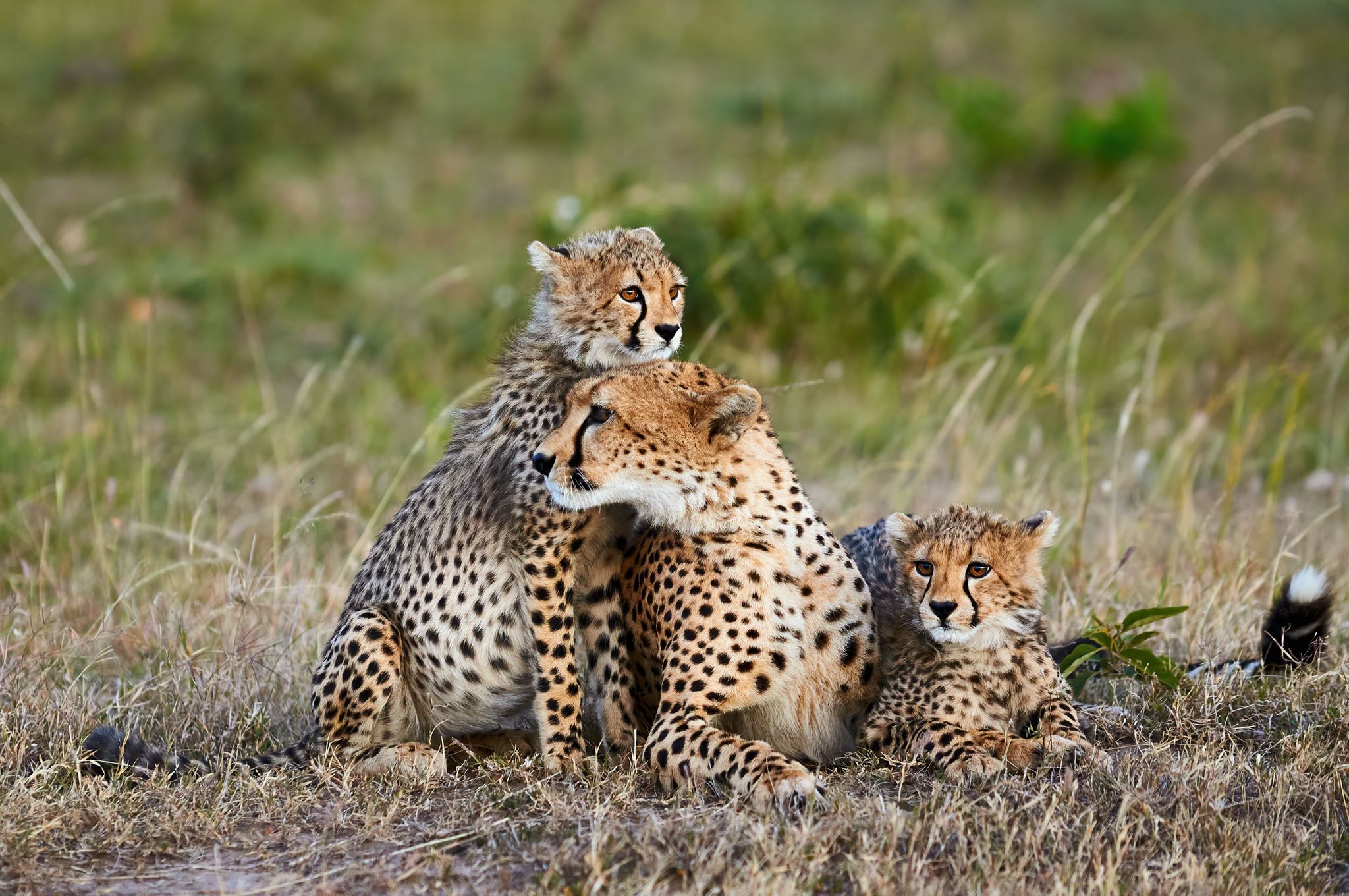 Où vivre les plus belles rencontres avec les grands félins d'Afrique du Sud