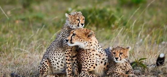 Où vivre les plus belles rencontres avec les grands félins d'Afrique du Sud