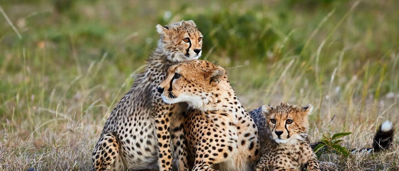 Où vivre les plus belles rencontres avec les grands félins d'Afrique du Sud