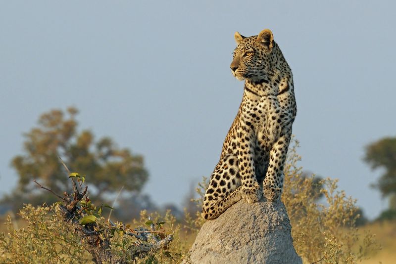 A leopard sits on a termite mound