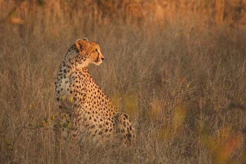 Los "Cinco grandes" (león, elefante, búfalo, rinoceronte y leopardo) son uno de los grandes atractivos del Parque Kruger.