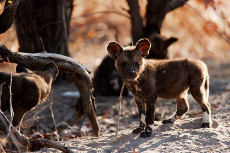 Kleiner Afrikanischer Wildhund im Okavango Delta