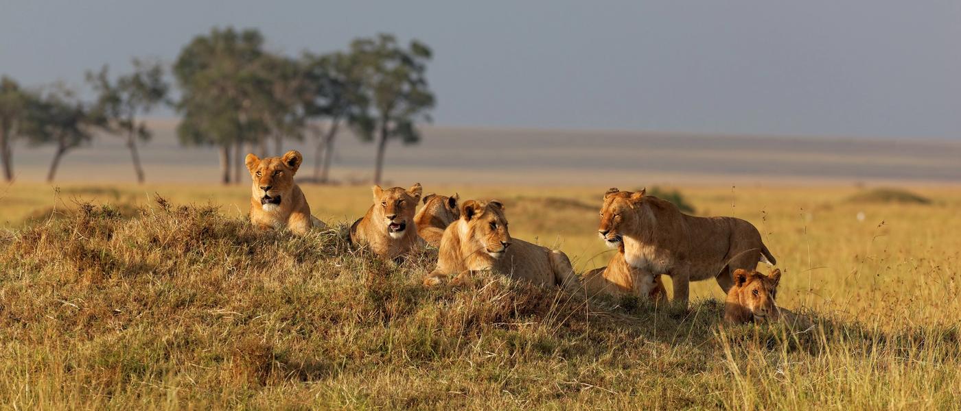 The Strange and Amusing List of Collective Nouns for Africa’s Animals