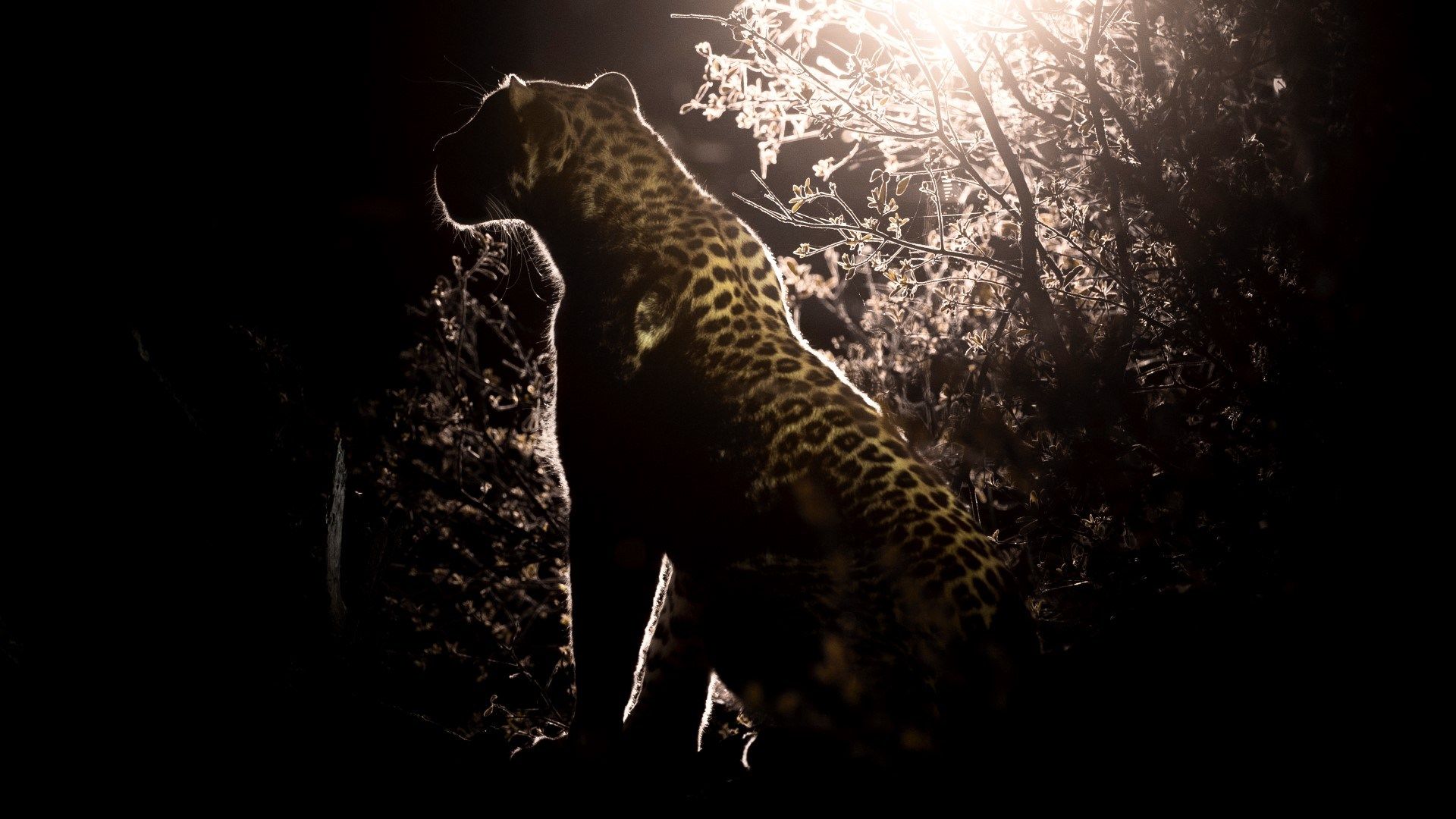 Silvan Safari Blog: The Ritual
