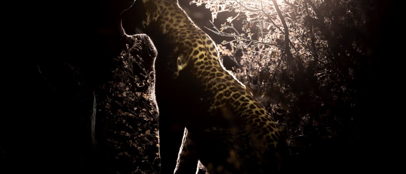 Silvan Safari Blog: The Ritual