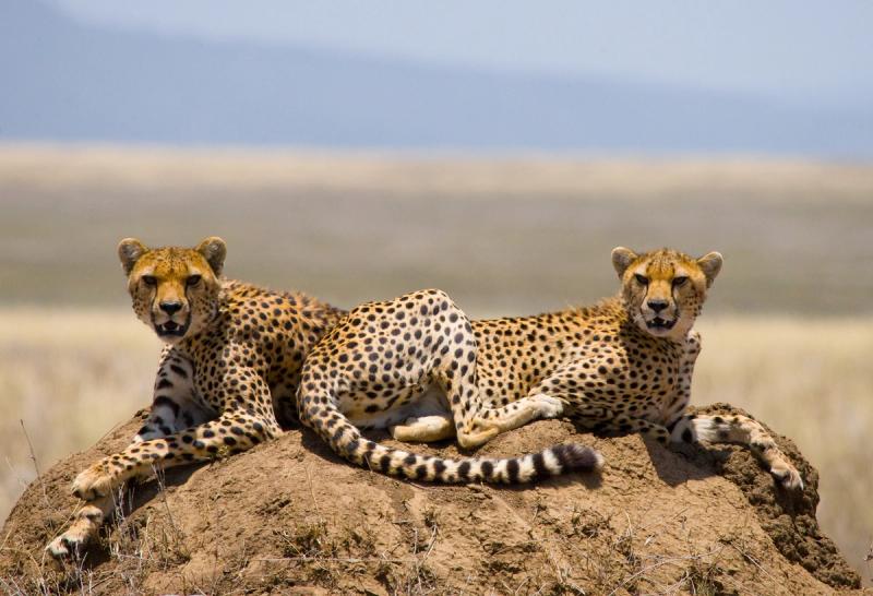 two cheetahs on anthill