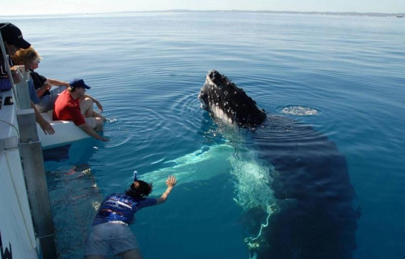 Atividade de observação de baleias em Hermanus.