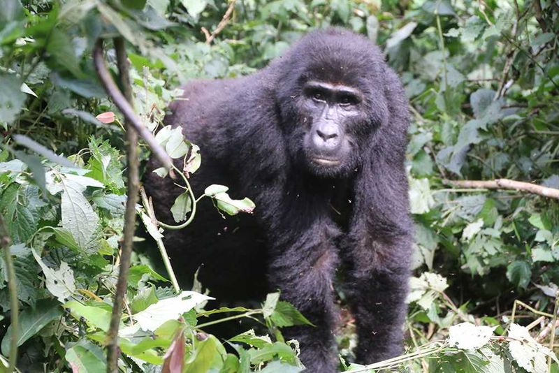 Africa's Wild 3