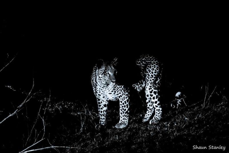 Leopard at Sabi Sabi Game Reserve