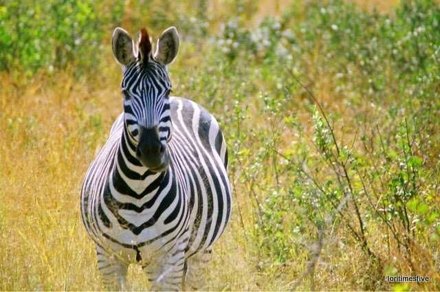 "We saw so much, so many different types of behavior, weavers building nests, dung beetles rolling their balls of elephant poo, saddle billed storks fishing, monitor lizards sticking out their tongues to catch an insect flying by, we saw seventeen giraffe walk in single file across a plain and come to a waterhole to drink (I got tears at that)..." | Hwange