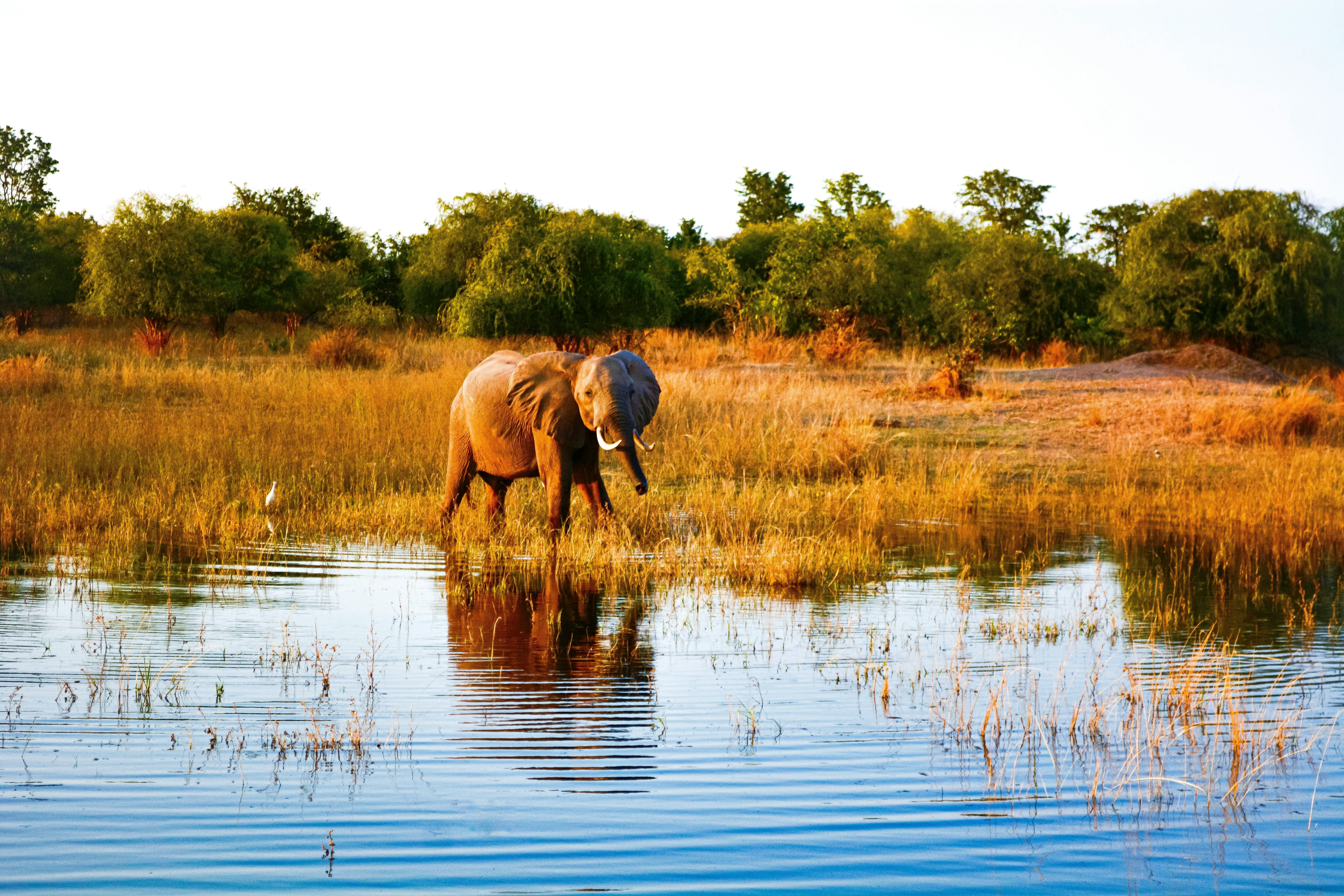 Why Your Next Holiday Should be a Lake Kariba Safari
