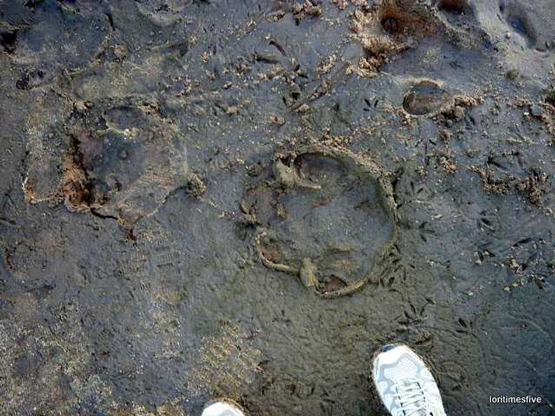"Hippo were here, notice their four very cute toes..." | The Zambezi River