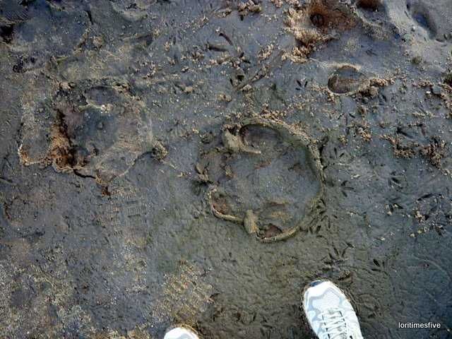 "Hippo were here, notice their four very cute toes..." | The Zambezi River
