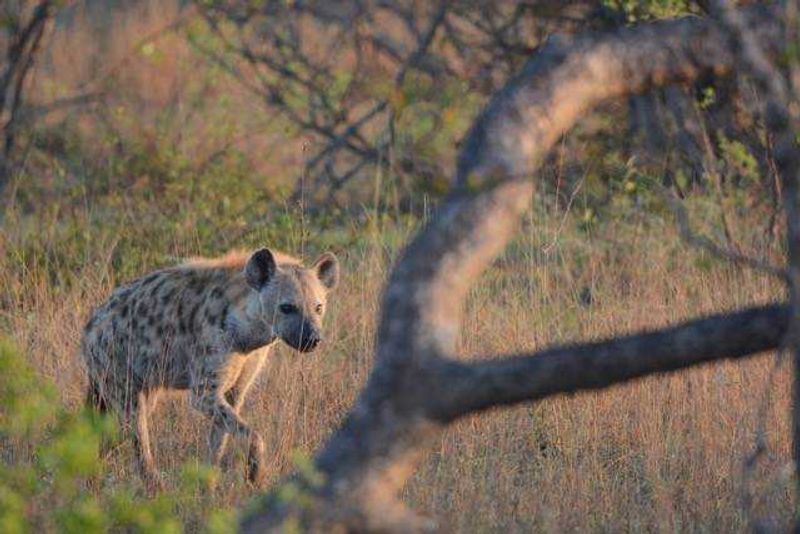 Hyena at sundown Londolozi Tree Camp