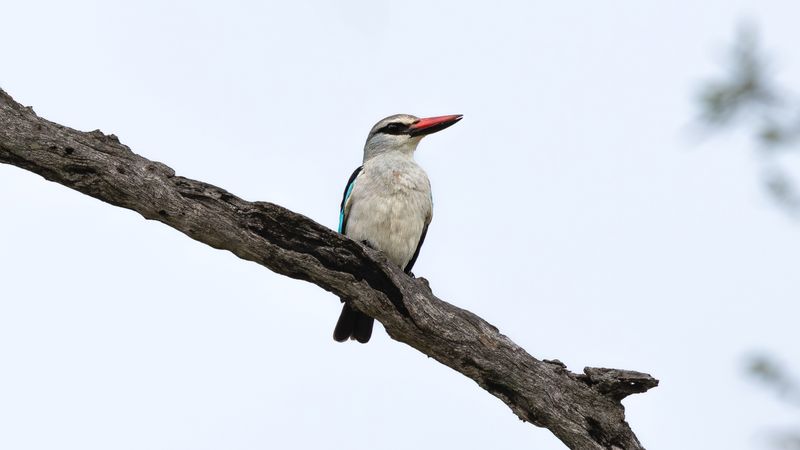 A woodland kingfisher perches on a bare branch, showcasing how the best time to visit Kruger depends on what you want to experience.