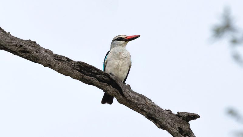 A woodland kingfisher perches on a bare branch, showcasing how the best time to visit Kruger depends on what you want to experience.